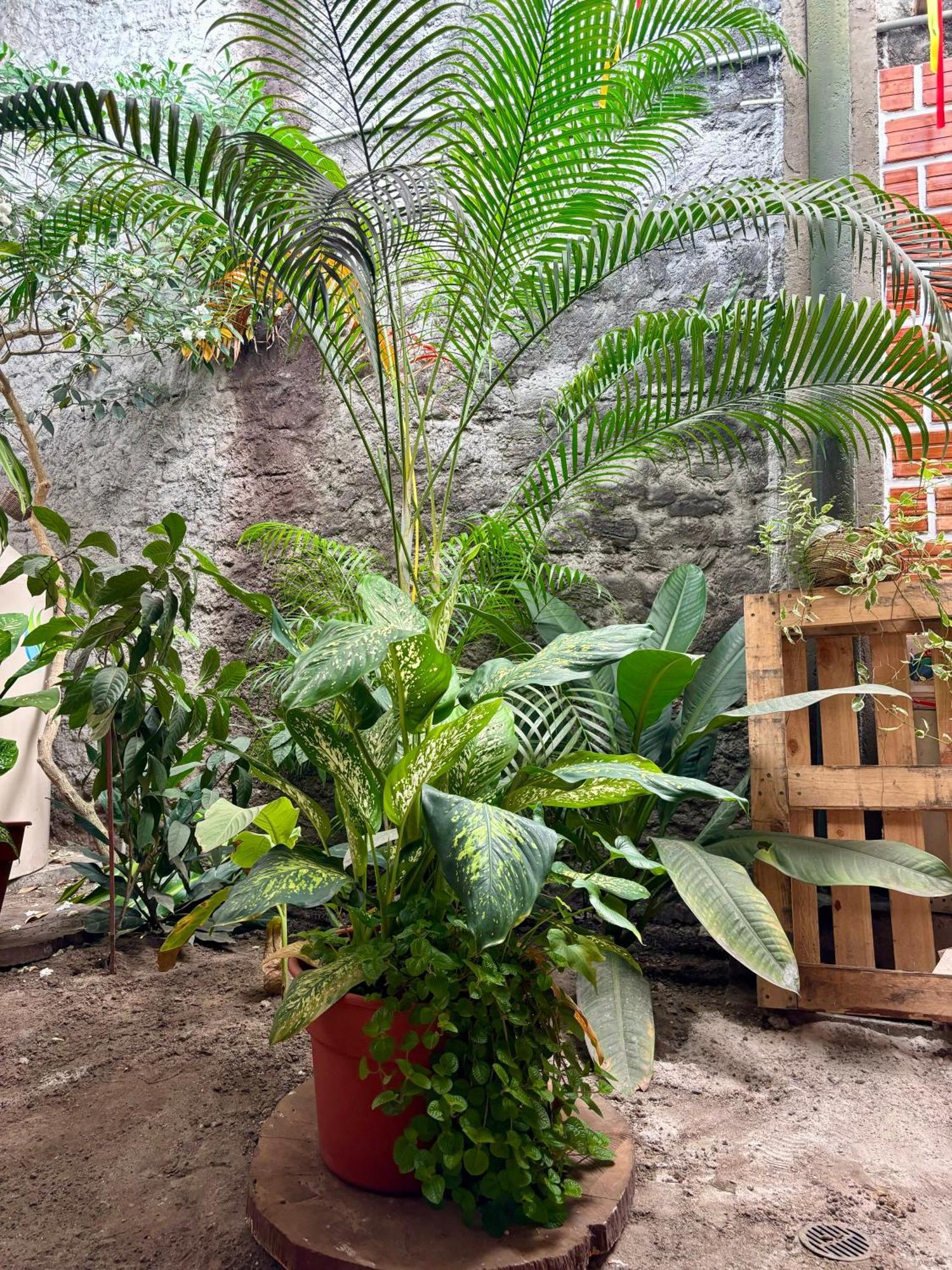Hospedaje Casa Amazonica Iquitos Extérieur photo